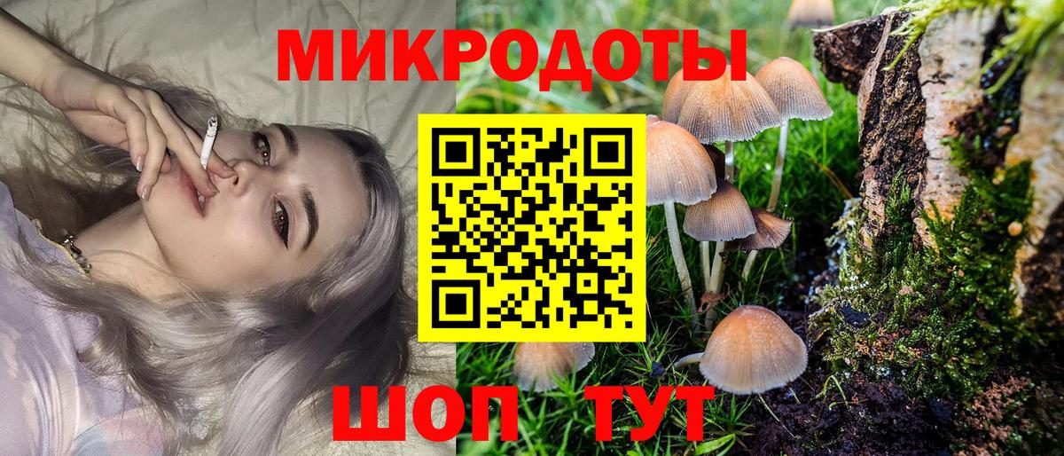 Псилоцибиновые грибы Psilocybe Брянск